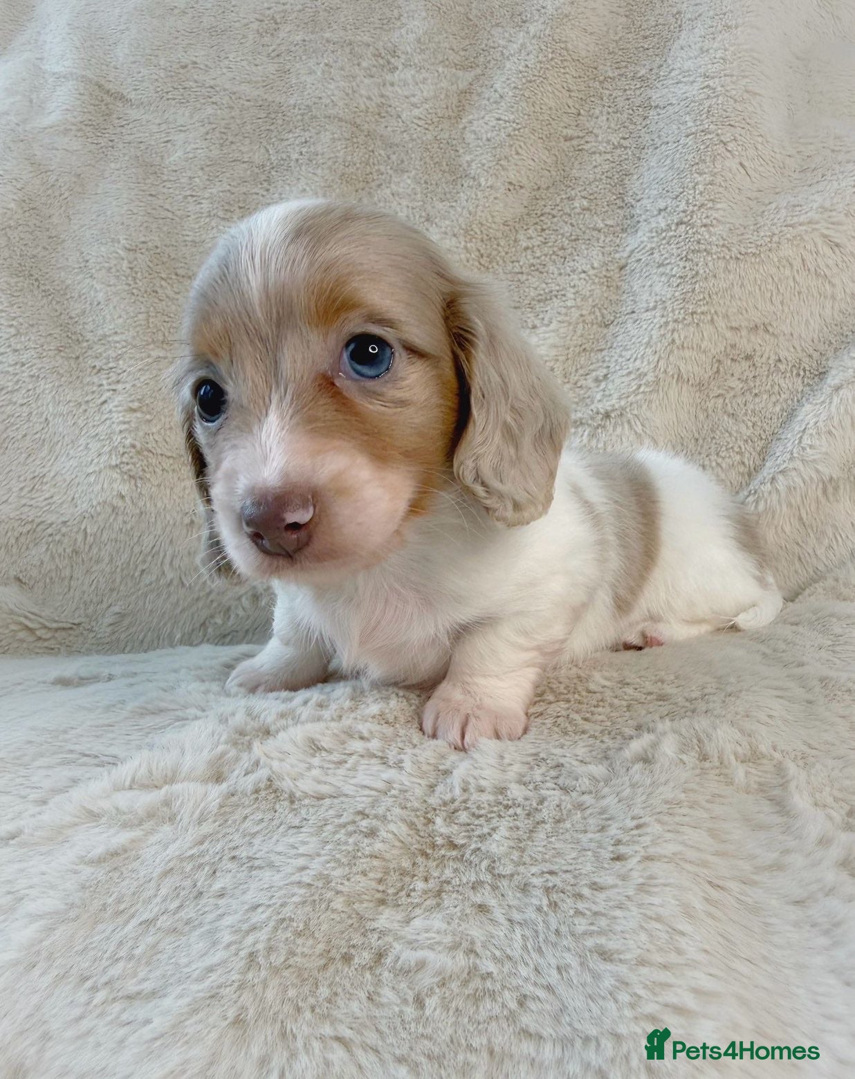 Miniature Dachshund dogs Pied Long haired female dachshund puppie  - Advert 1