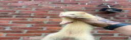 Ferret rodents for sale: Mixture of Jill and hobs in Sunderland - Advert 3
