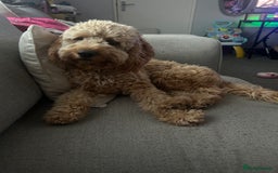 Cockapoo dogs for sale: 2 cockapoo 1 cavapoo  - Image 7