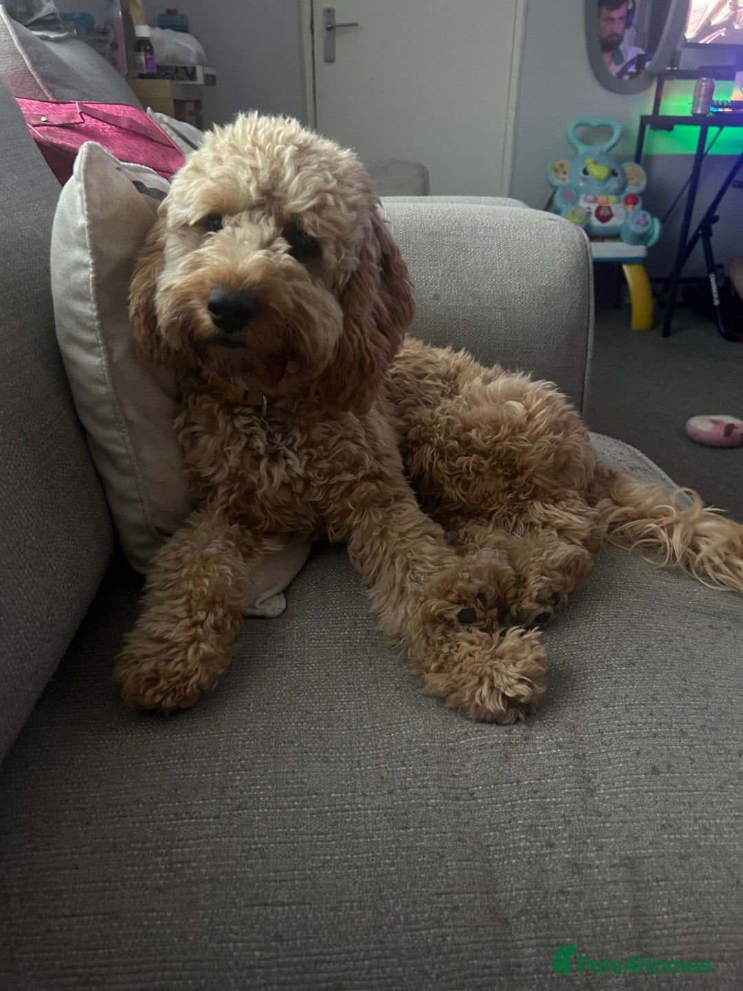 Cockapoo dogs for sale: 2 cockapoo 1 cavapoo  - Image 7