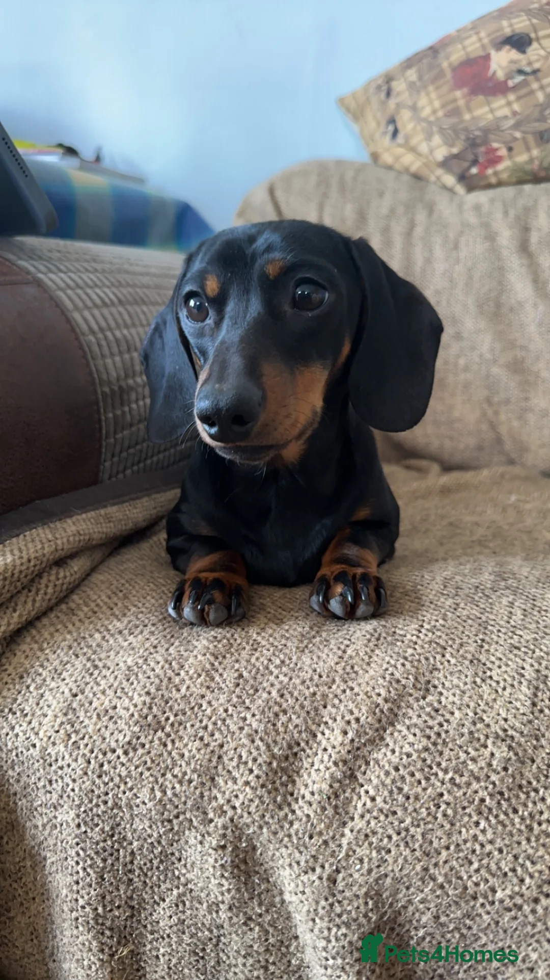 Miniature Dachshund dogs for stud: Earl of Smearsett in Carlisle - Advert 3