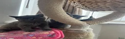 British Shorthair cats for sale: British shorthair kittens domestic  - Advert 10