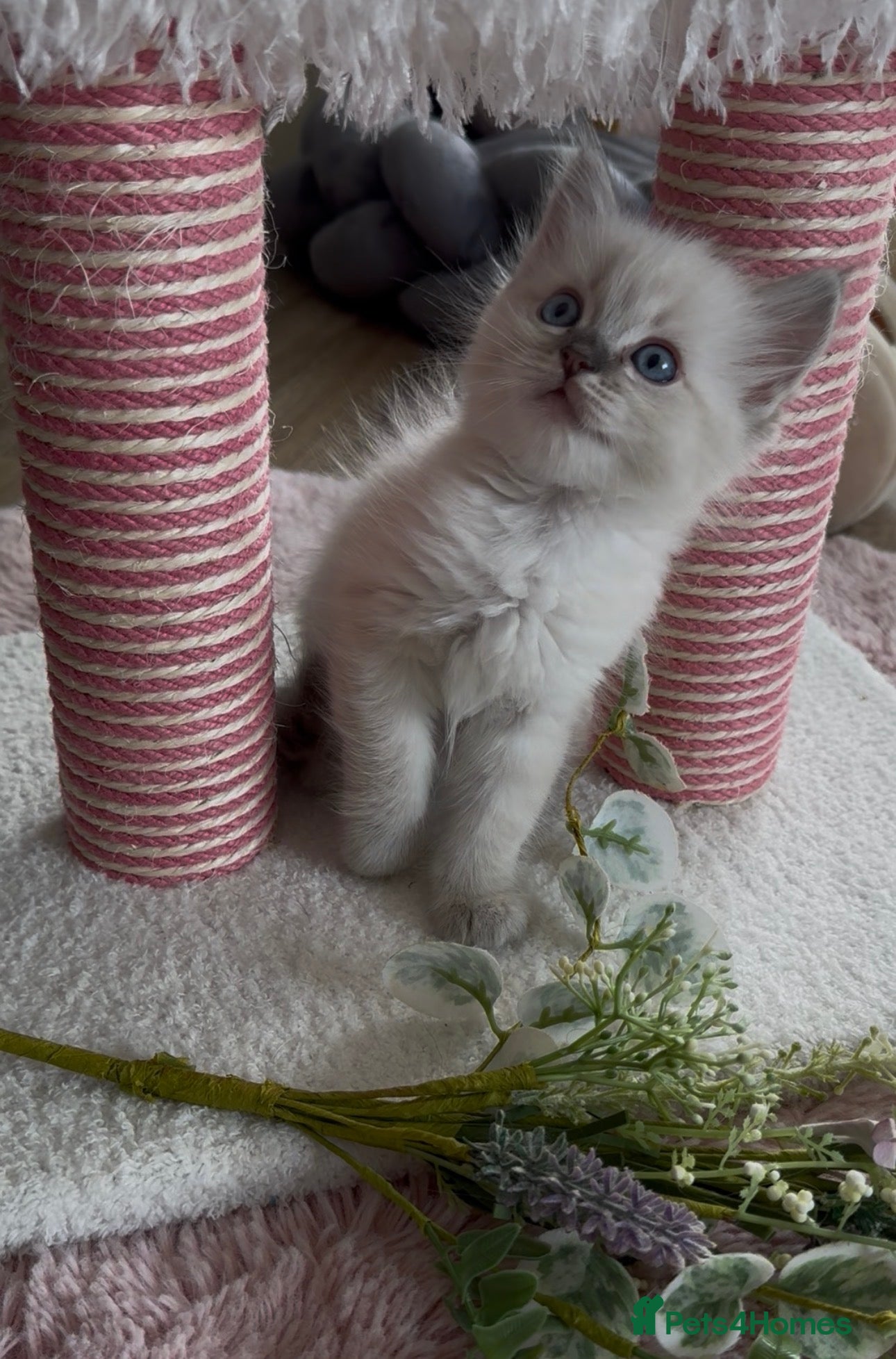 Ragdoll cats Pawtrait Perfect Ragdoll kittens - Advert 2