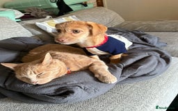 Chiweenie dogs for sale: 4 month old chihuahua cross male - Image 2