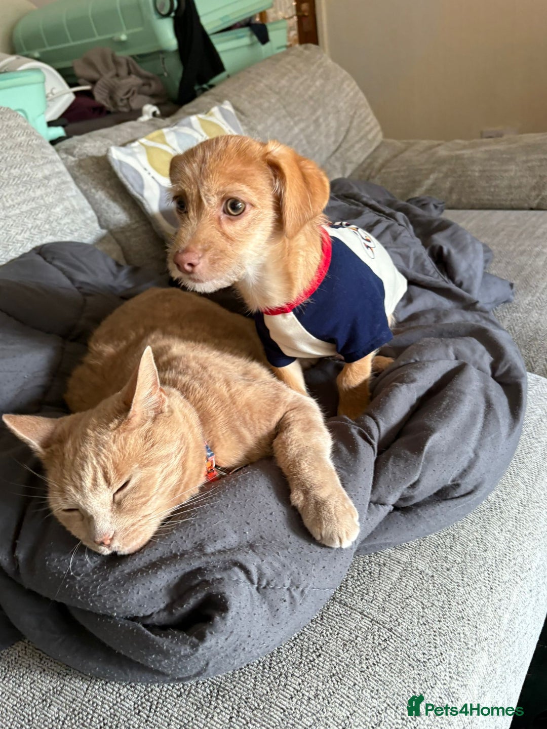 Chiweenie dogs for sale: 4 month old chihuahua cross male - Image 2