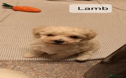 Poochon dogs for sale: Poochon Puppies - Advert 12