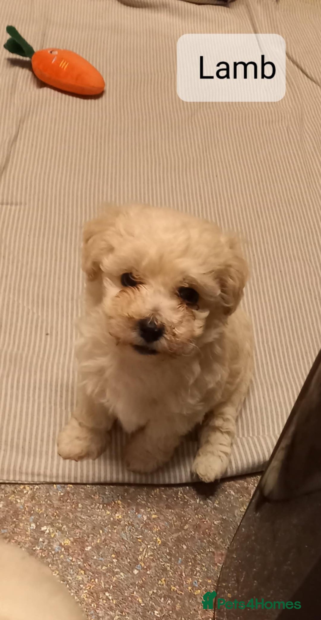 Poochon dogs for sale: Poochon Puppies - Advert 12