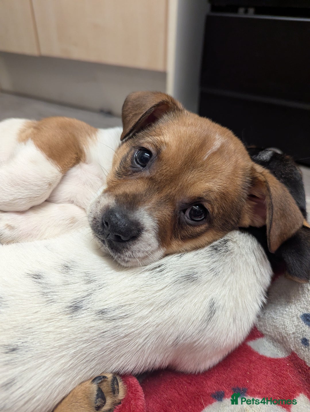 Mixed Breed dogs for sale: German shepherd and jug mixed puppies - Advert 7