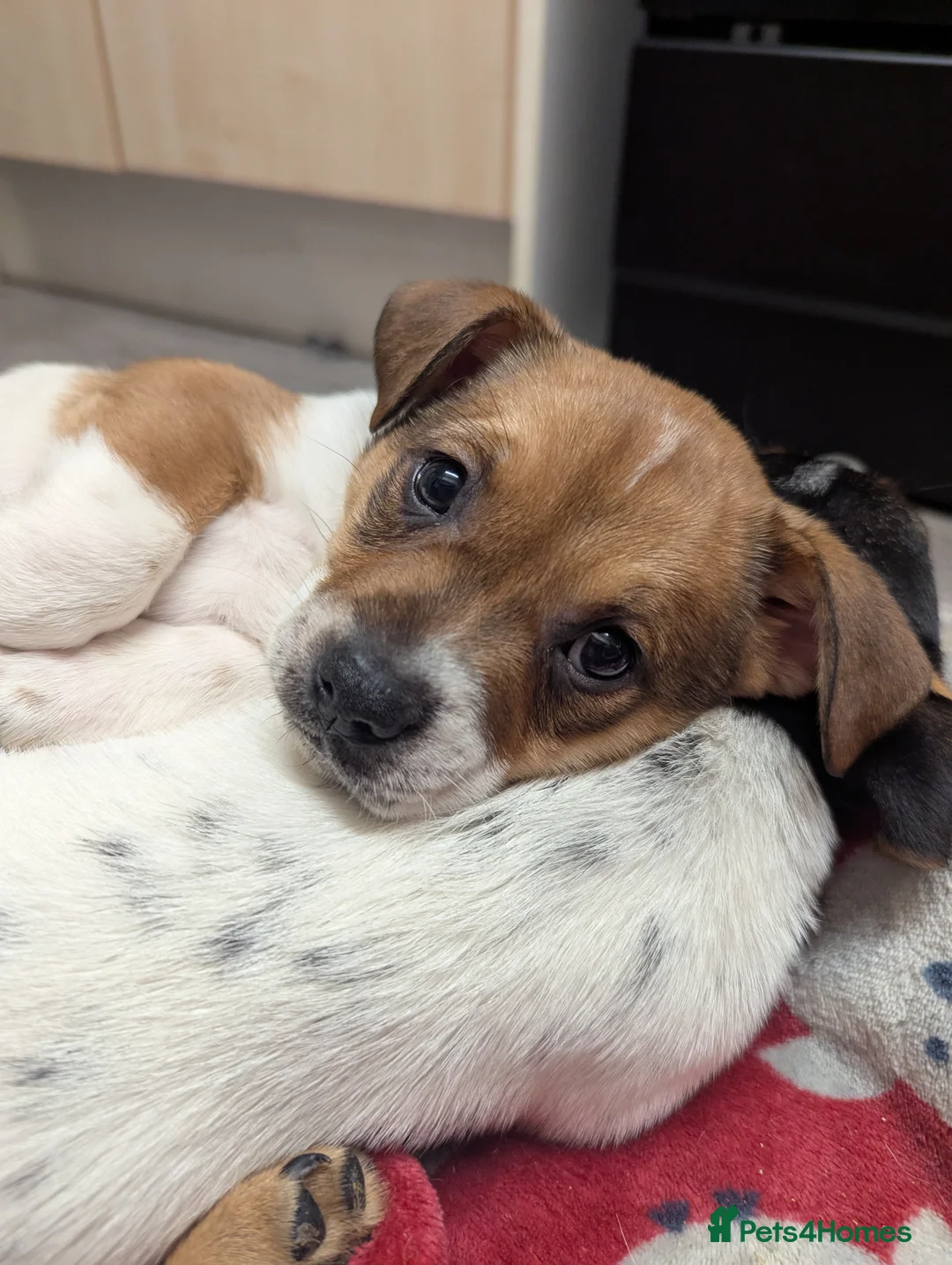 Mixed Breed dogs for sale: German shepherd and jug mixed puppies - Advert 7