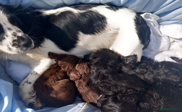 Cocker Spaniel dogs - Advert 6