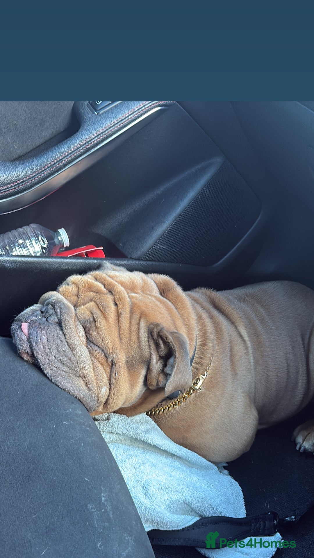 English Bulldog dogs for stud: STUD AVAILABLE  - Image 6