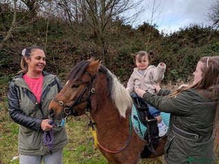 Dartmoor horses Beautiful 12,2 gelding - Advert 1