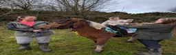 Dartmoor horses for sale: Beautiful 12,2 gelding  - Advert 2
