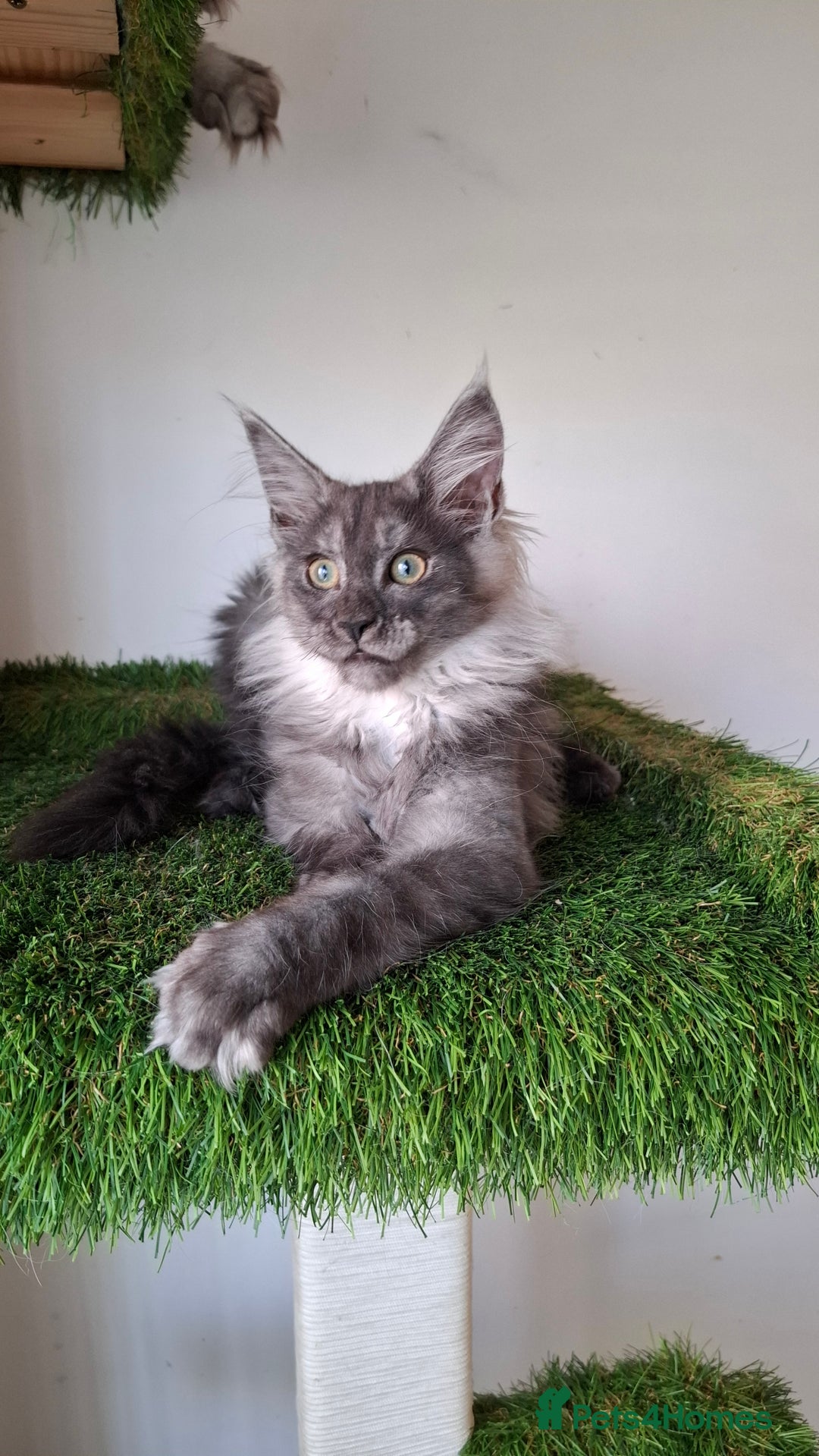 Maine Coon cats for sale: Pedigree Maine Coon kittens  - Image 1