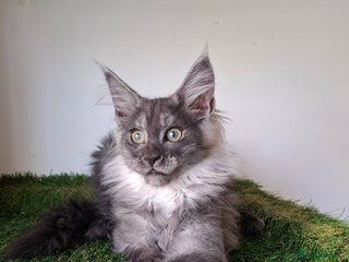 Maine Coon cats - Advert 9