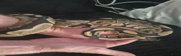 Python Snake reptiles for sale: Complete 4ft Vivexotic Stack & 4 Ball Pythons. in Chatham - Advert 10