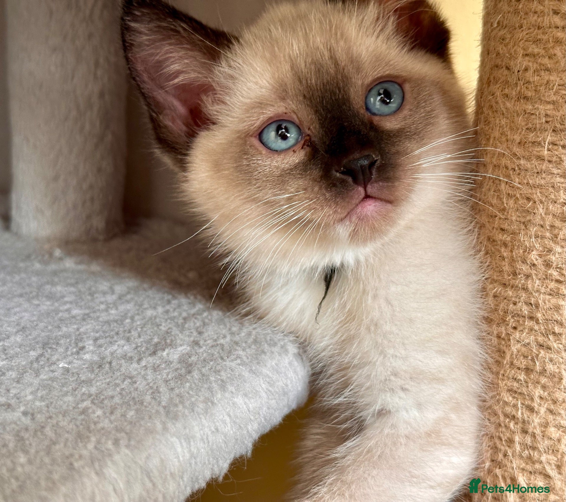 Ragdoll cats for sale: 💜 Beautiful Ragdoll Heritage Kittens 💜 - Advert 14