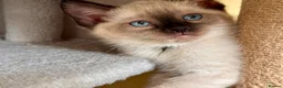 Ragdoll cats for sale: 💜 Beautiful Ragdoll Heritage Kittens 💜 - Advert 7