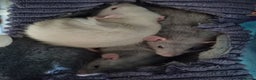 Rat rodents for sale: 3 male dumbo rats - Advert 1