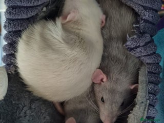 Rat rodents 3 male dumbo rats - Advert 1