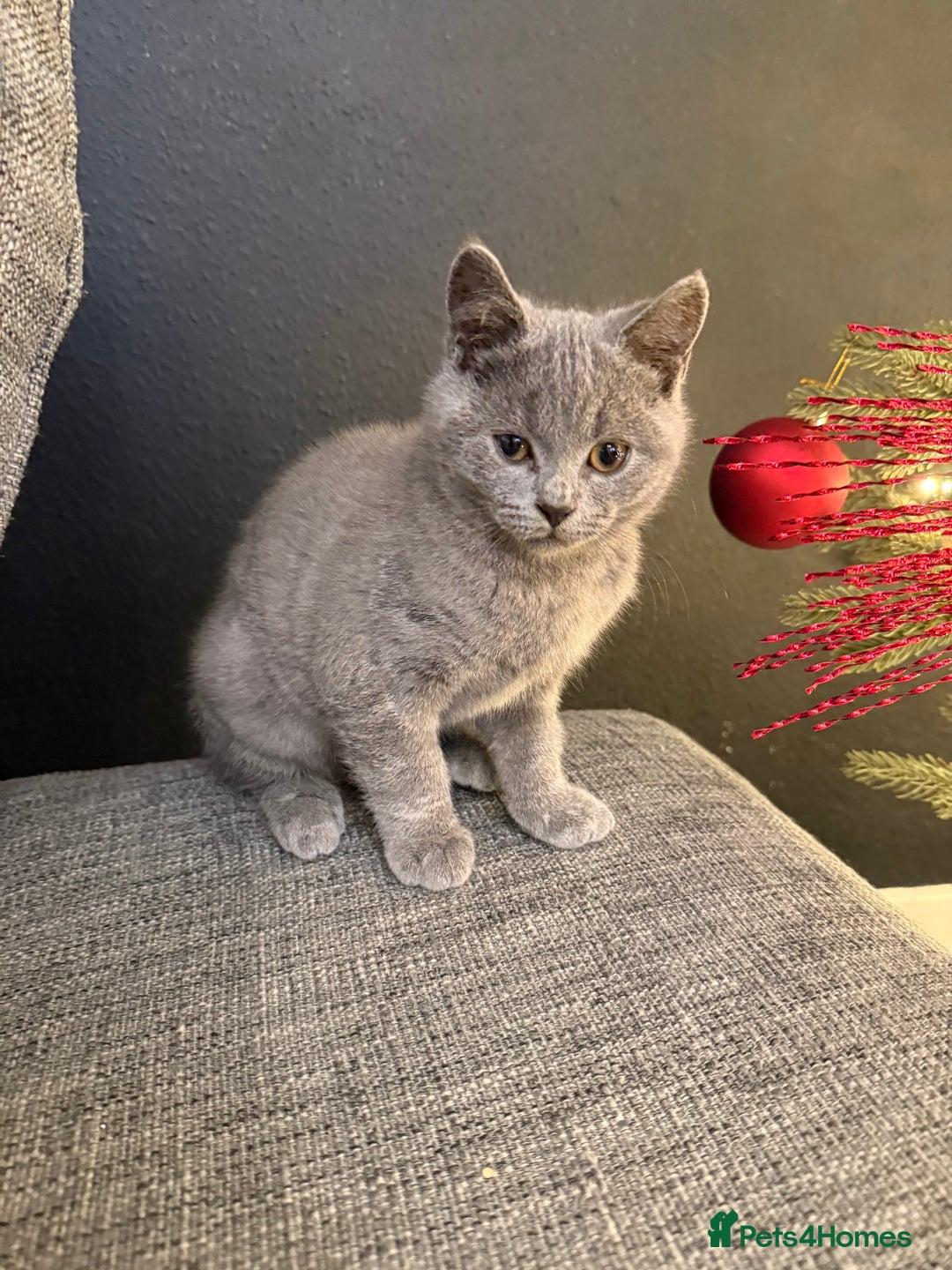 British Shorthair cats for sale: Amazing  British shorthair kittens - Advert 2