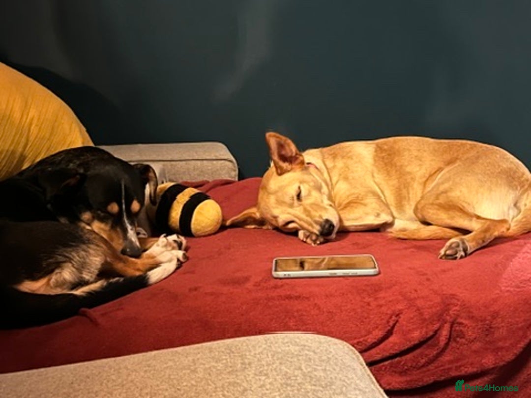 Mixed Breed dogs for adoption: Amber is looking for her forever home - Advert 2