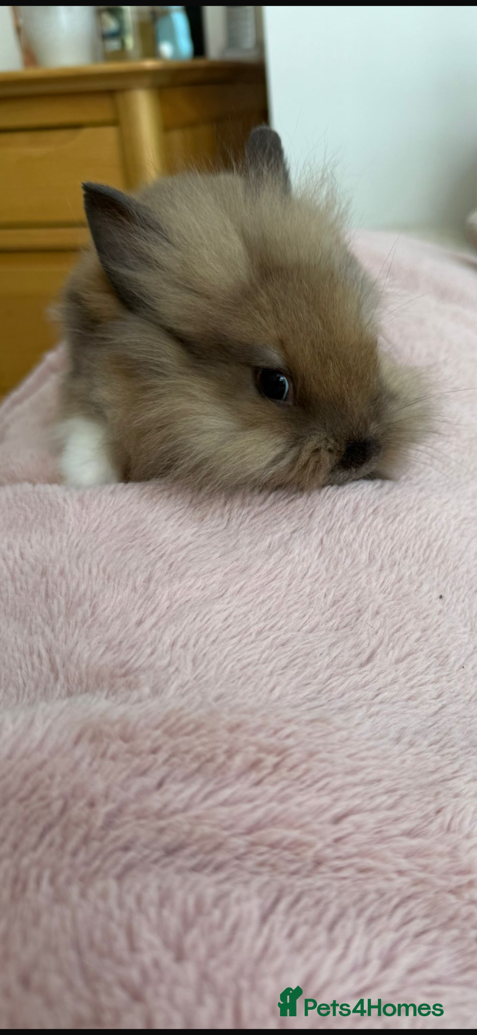 Mini Lop rabbits Baby bunnies for sale - Advert 12
