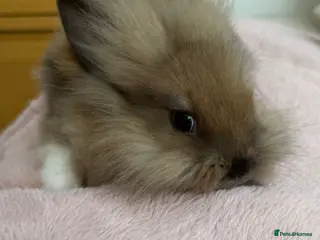 Mini Lop rabbits Baby bunnies for sale - Advert 12