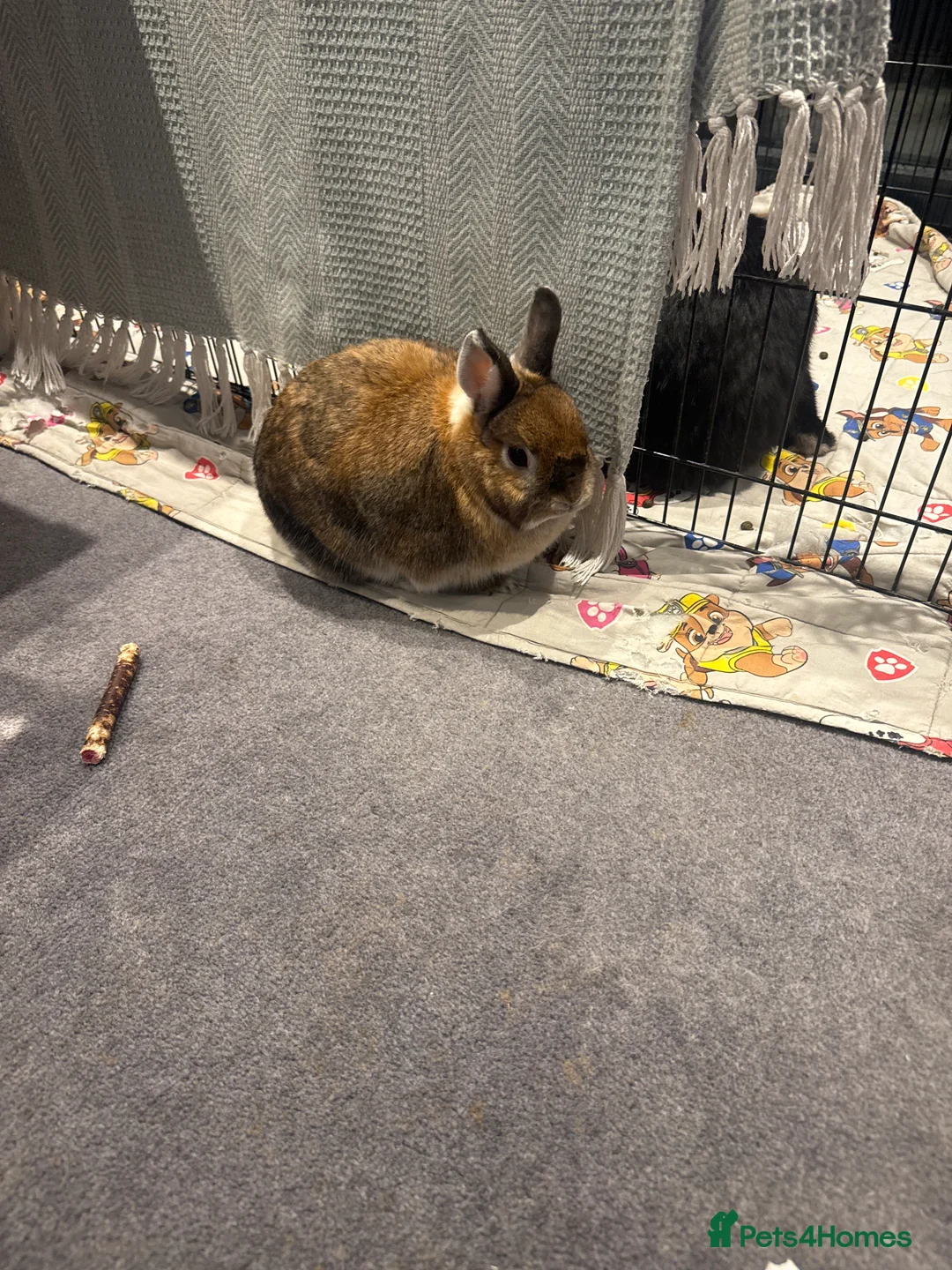 Mini Lop rabbits for sale: Mixed breed female and mini lip male - Advert 3