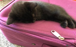 British Shorthair cats for sale: 🐾 A Rare Band of Ghost Tabby Kittens 🐾 - Image 4