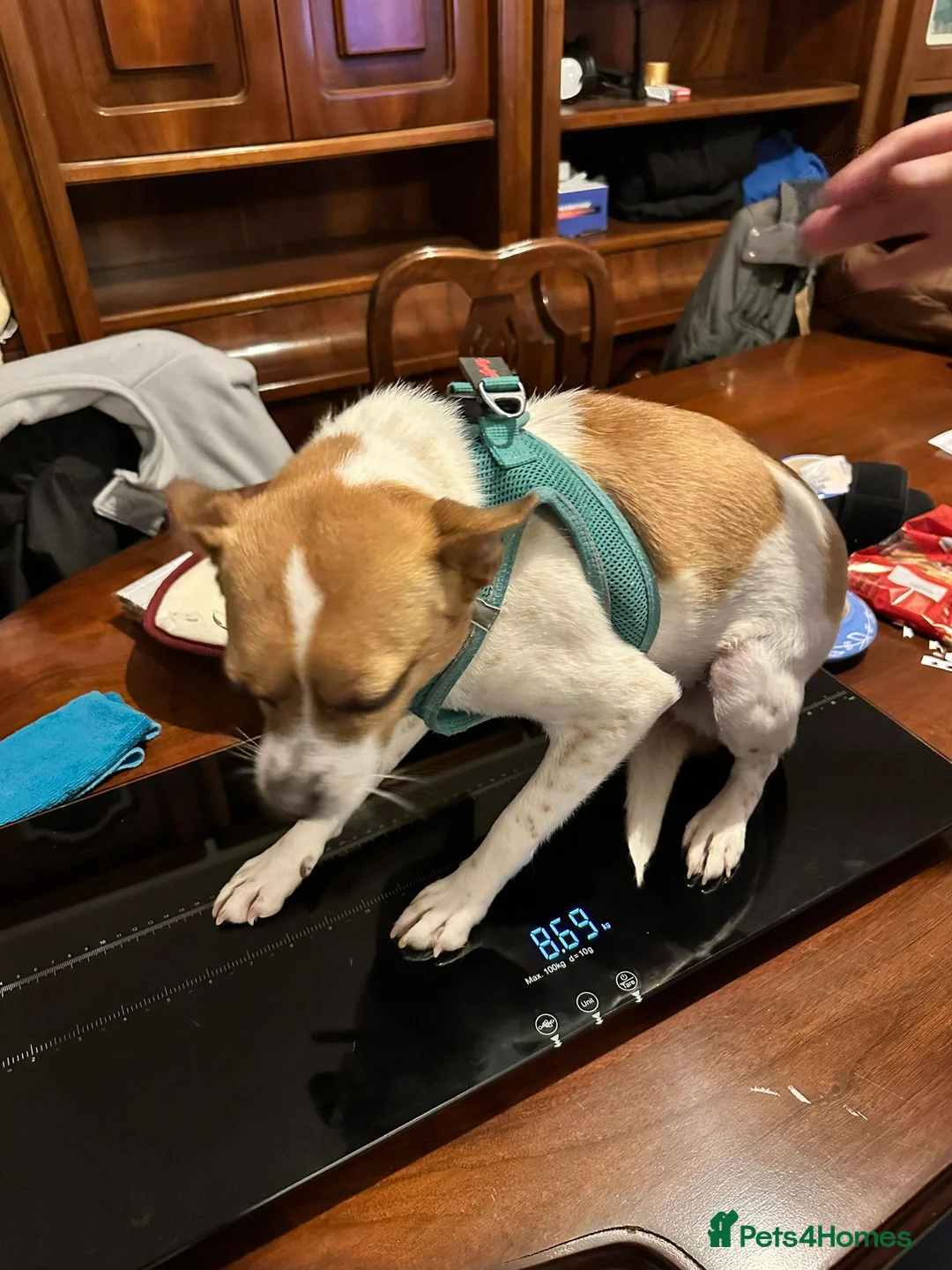 Miniature Pinscher dogs for adoption: Rescued Pinscher Girl is Ready to Adopt!  - Advert 5