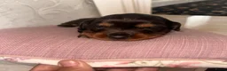 Dachshund dogs for sale: Dachshund  - Advert 14