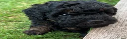 Poodle dogs for sale: Classic Poodle Puppies–Timeless Beauty in Stoke-on-Trent - Advert 10