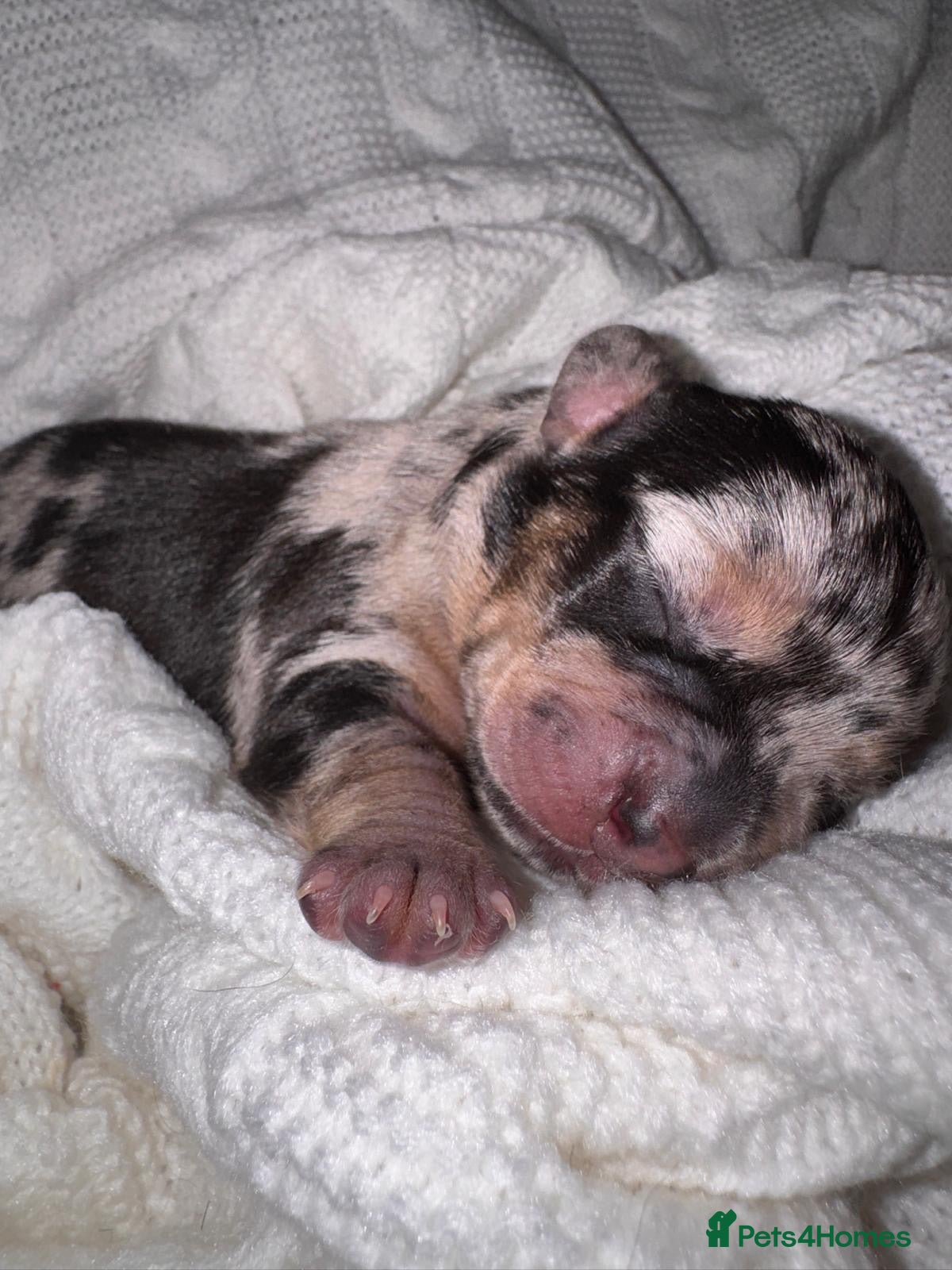 Mixed Breed dogs beautiful miniature daschunds X frenchie - Advert 17
