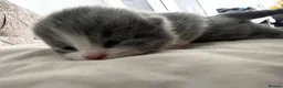 British Shorthair cats for sale: Beautiful British Short Hair Kittens - Advert 27