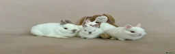 Netherland Dwarf rabbits for sale: Netherland Dwarf White Babies - Advert 11