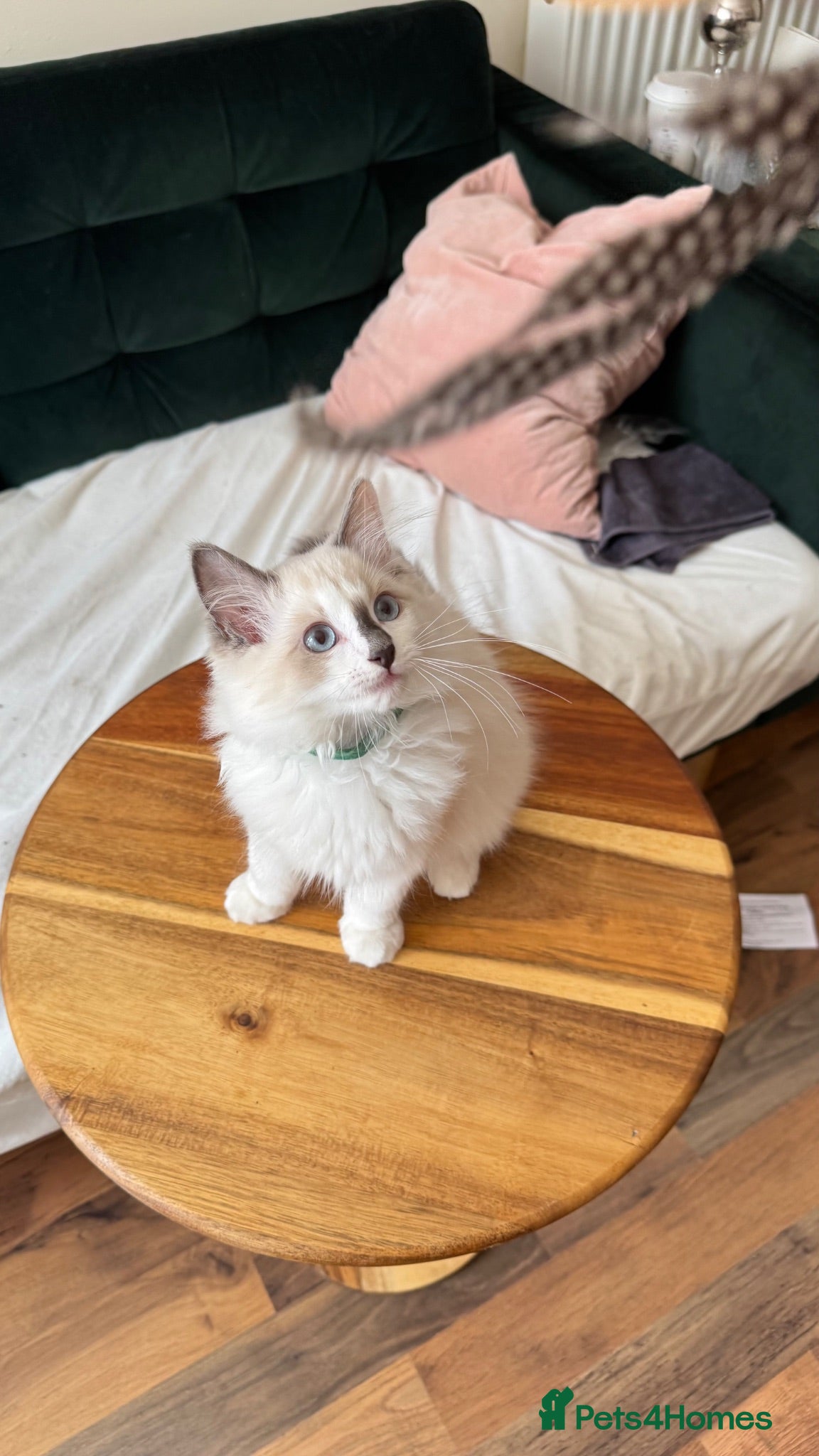 Ragdoll cats Ragdoll kittens for sale  - Advert 1