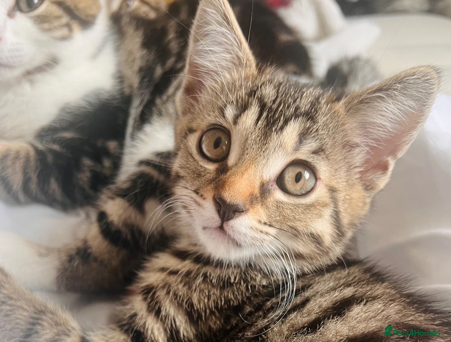 Domestic Shorthair cats Gorgeous female tabby ready 24th Oct  - Advert 4