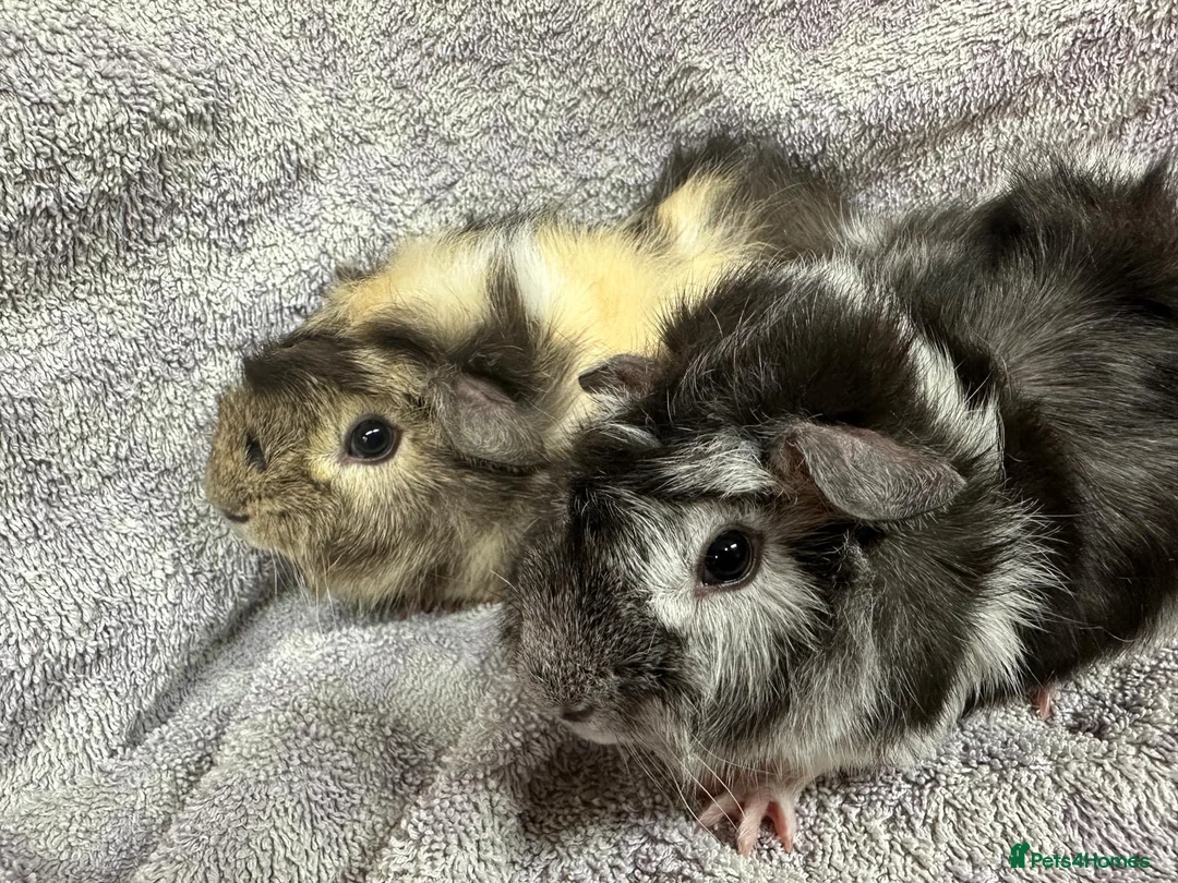 Guinea Pig rodents for sale: Various Lovely Guinea Pigs Available - Advert 12
