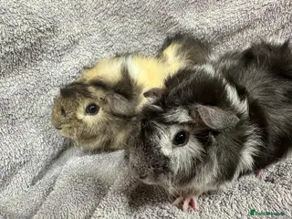 Guinea Pig rodents Various Lovely Guinea Pigs Available - Advert 1