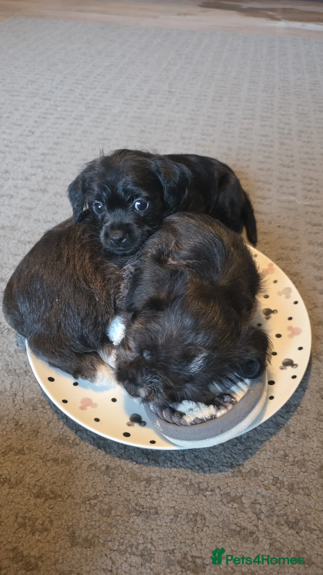 Mixed Breed dogs for sale: Beautiful solid puppies - Advert 2