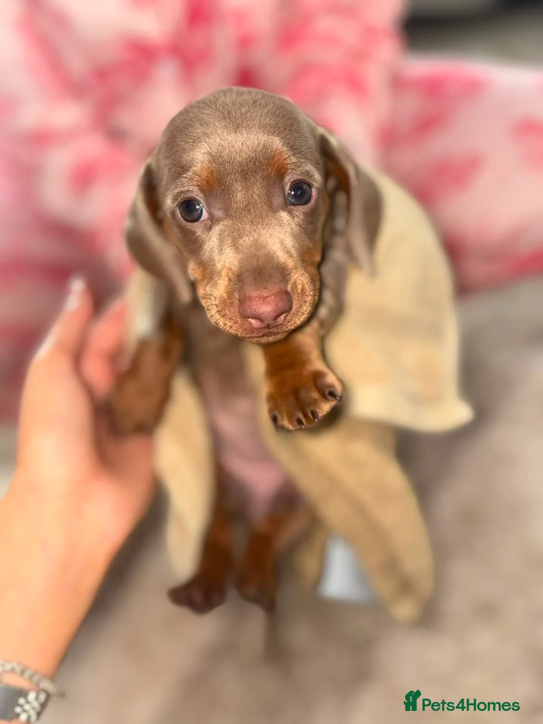 Dachshund dogs for sale: Puppies  in Kingswinford - Advert 2