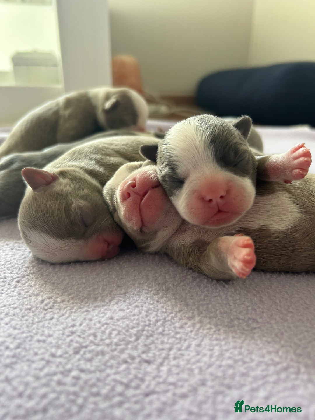Boston Terrier dogs for sale: Stunning KC registered litter - Image 6