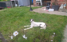 Whippet dogs for sale: Whippet pups - Image 1