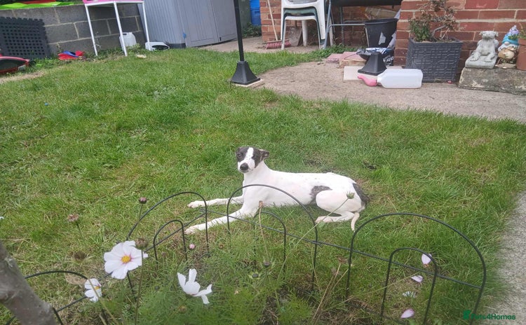Whippet dogs - Advert 6