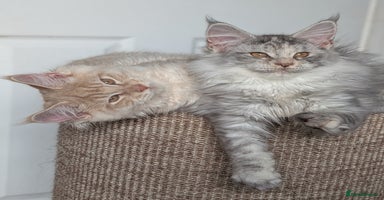 Maine Coon cats - Advert 4