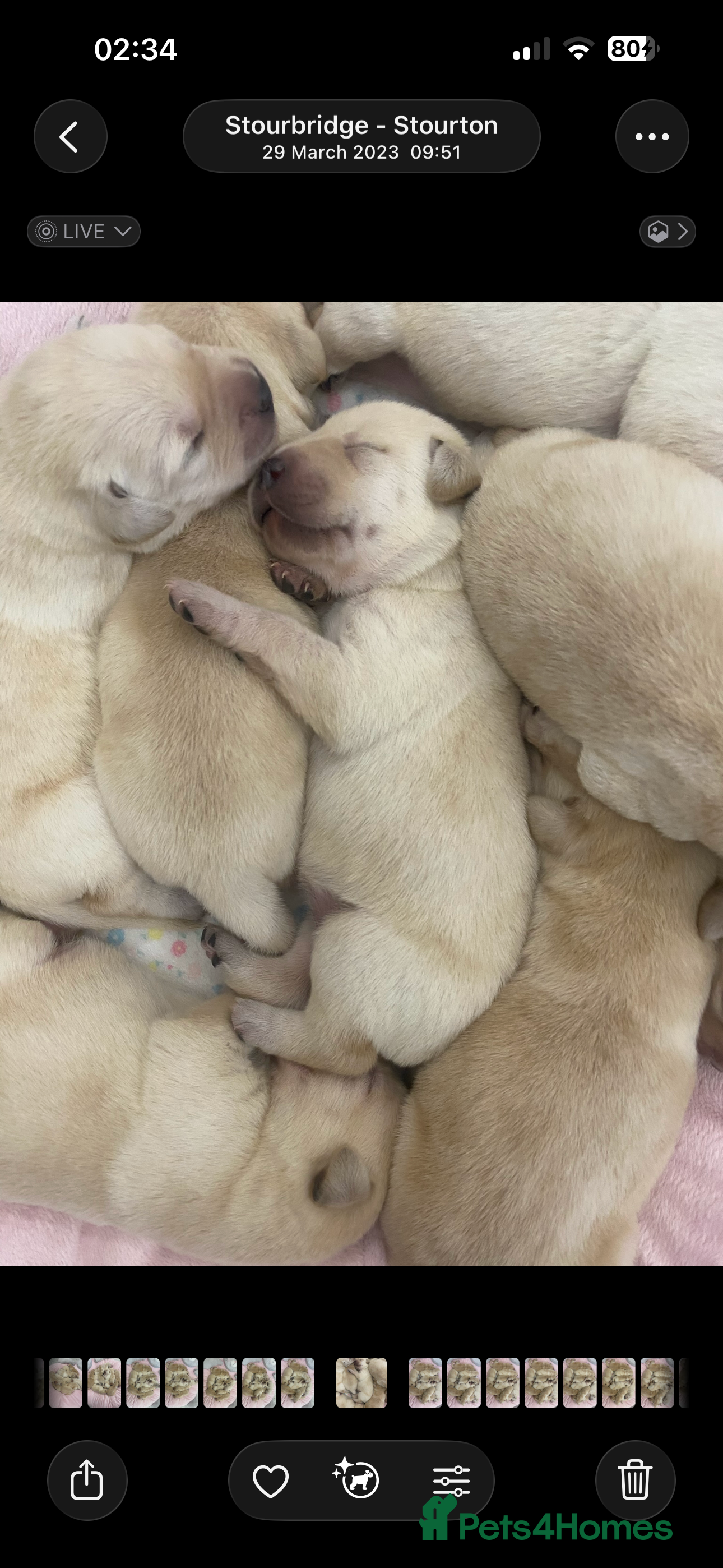 Labrador Retriever dogs ❤️🐾 Adorable, chunky Golden Labrador puppies 🐾❤️ - Advert 2