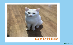 Turkish Angora cats for adoption: Cypher is a wee athlete! - Image 5