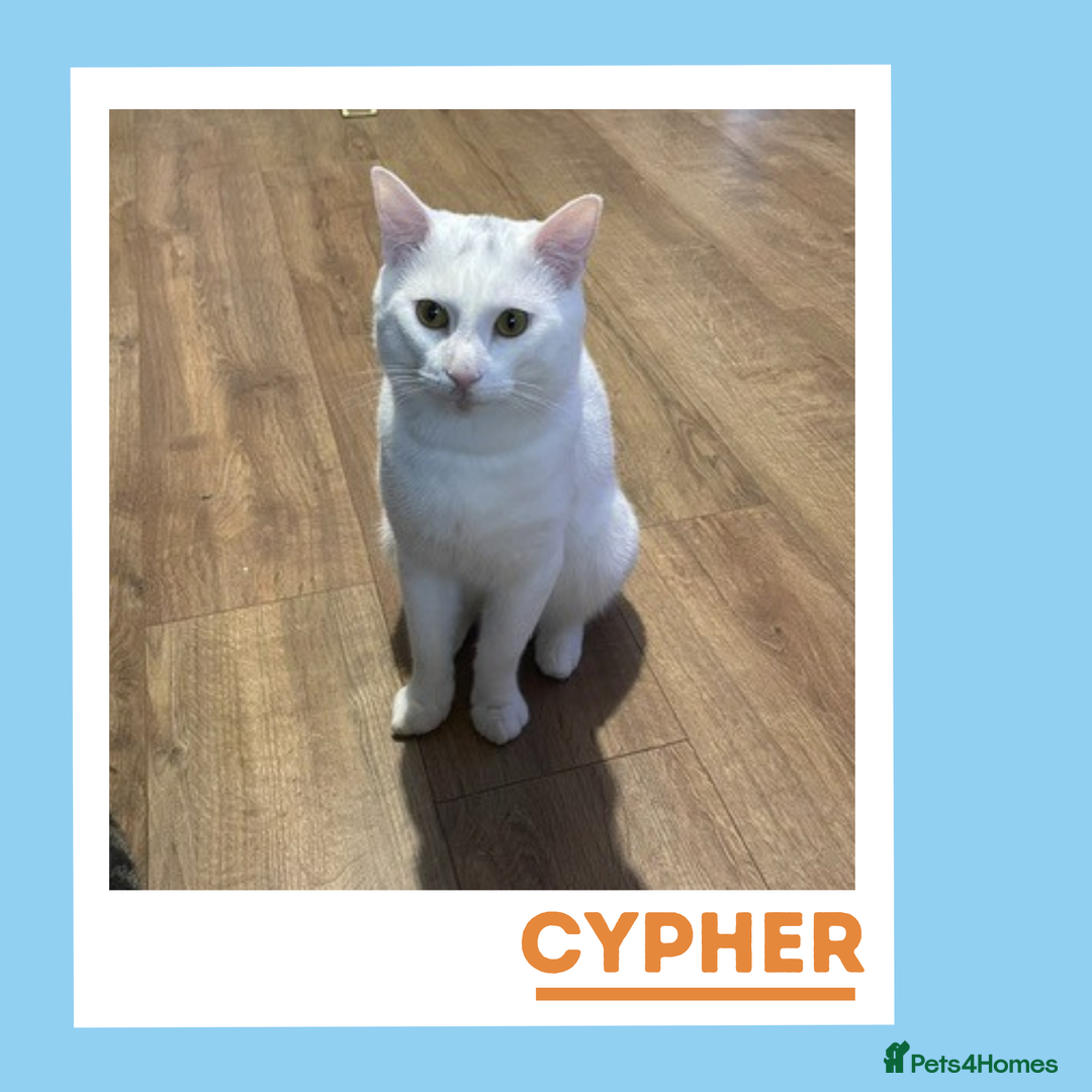 Turkish Angora cats for adoption: Cypher is a wee athlete! - Image 5