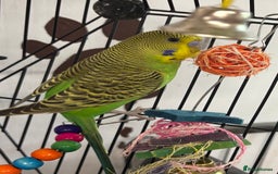 Budgerigars birds for sale: 2 baby budgies and stunning cage  - Image 8